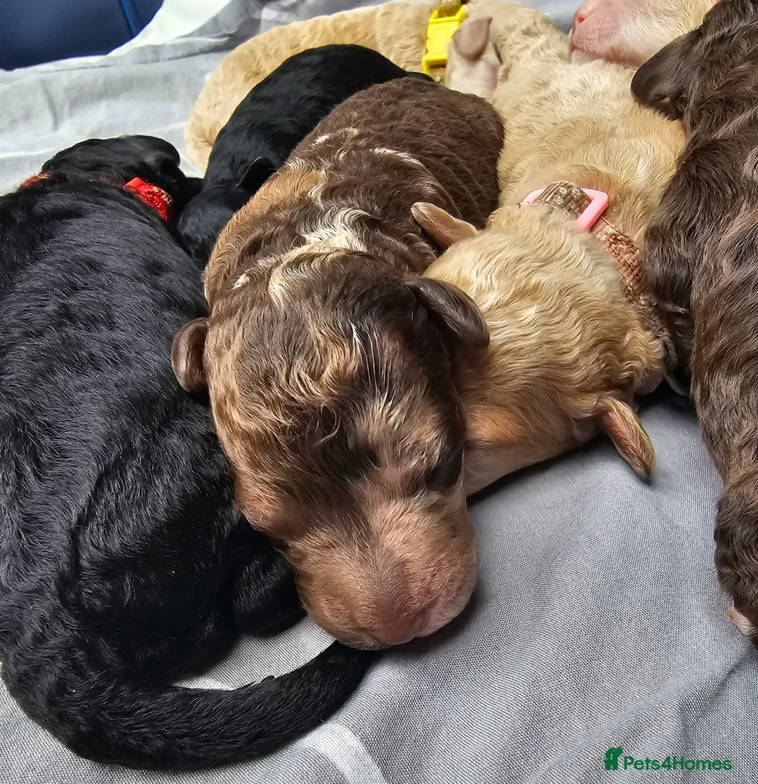 Miniature Poodle dogs for stud: Miniature poodle blue merle for stud in Bradford - Advert 35