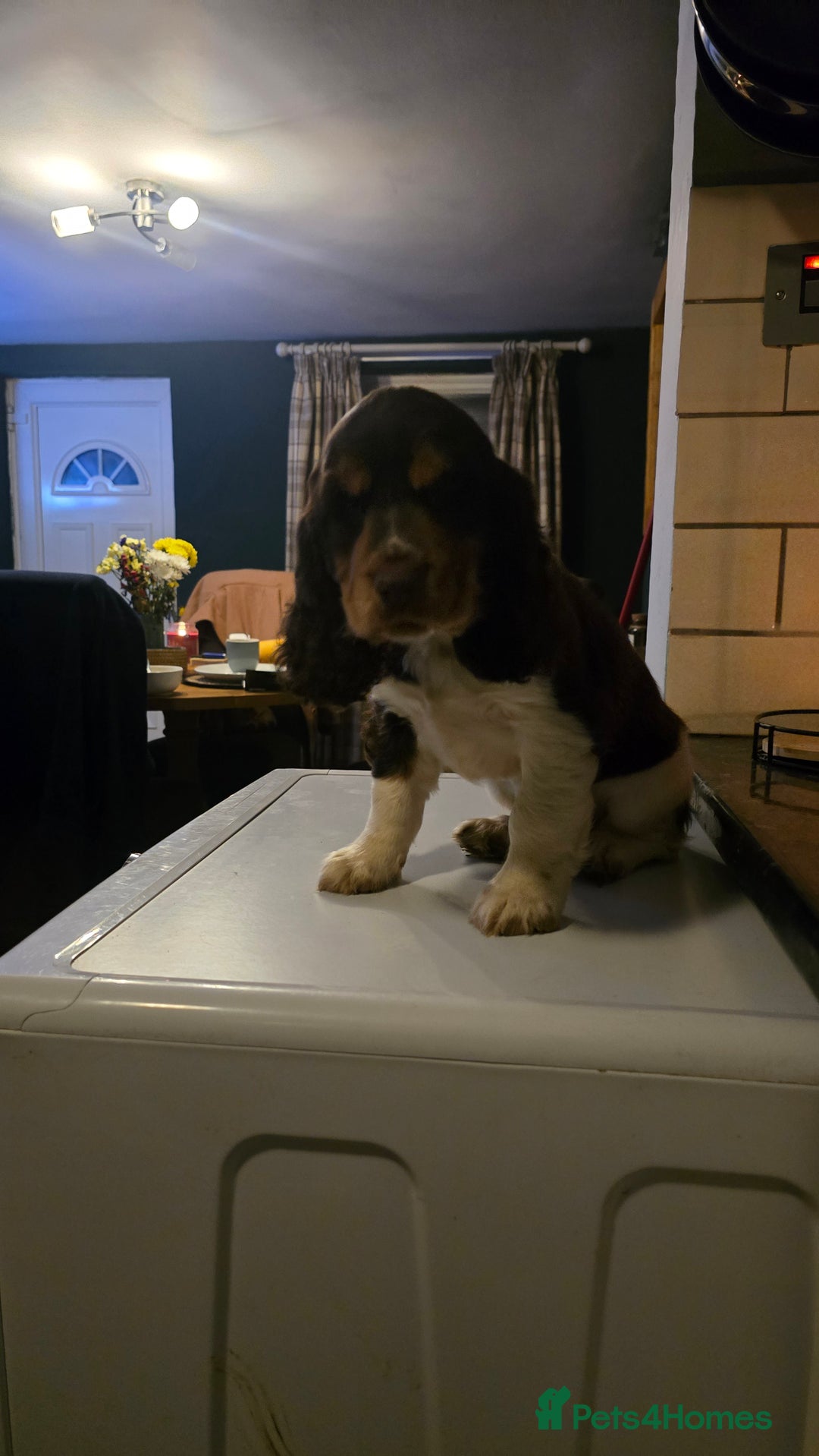 Cocker Spaniel dogs for sale: Chocolate Roan & Tan Cocker Spaniel Puppies - Advert 2