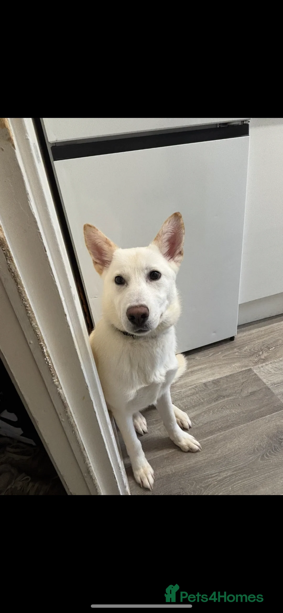 Mixed Breed dogs for sale: White girl German shepherd with a bit of Akita. in Didcot - Advert 5