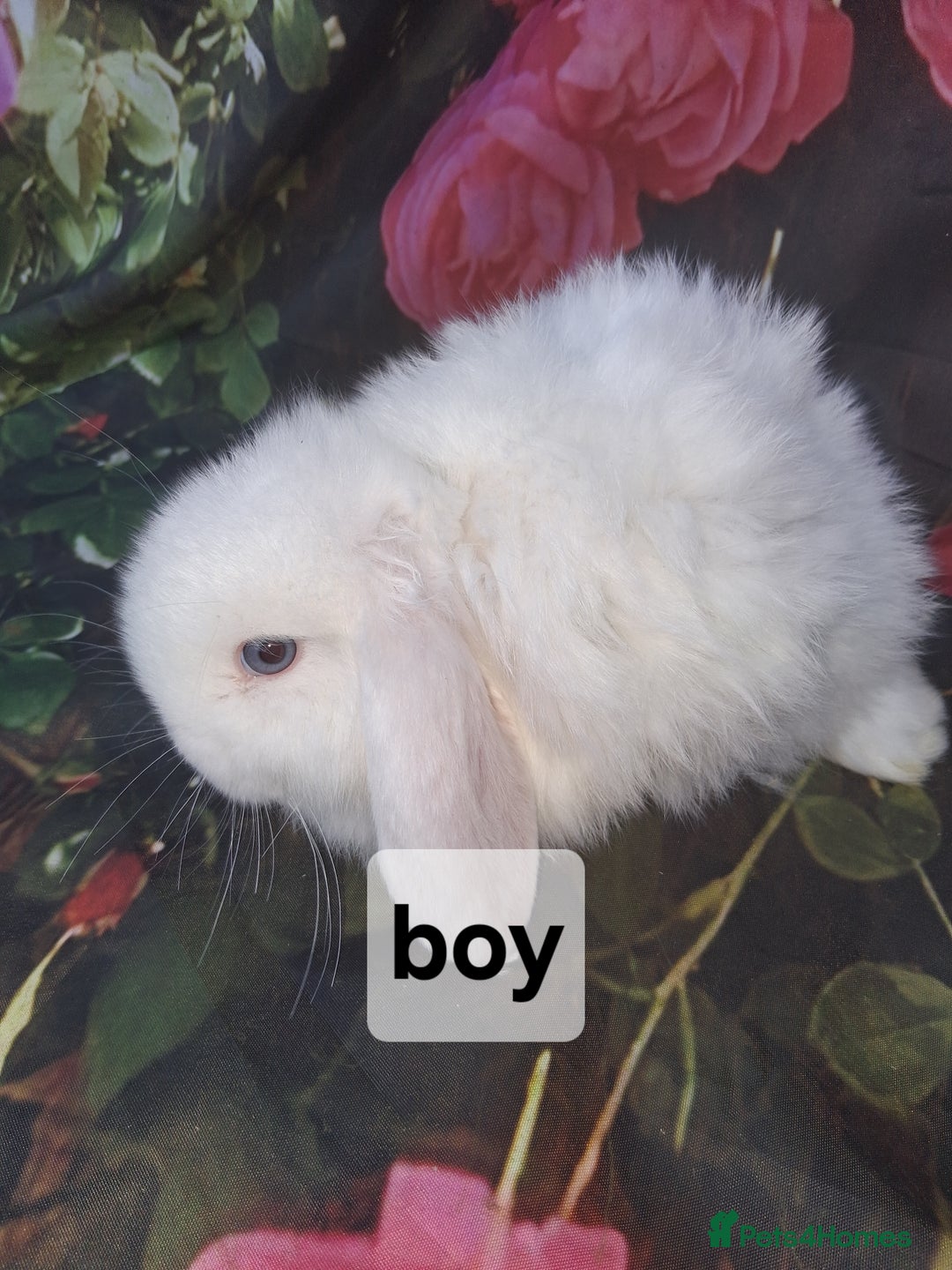 Mini Lop rabbits for sale: Mini lop baby rabbits - Advert 3