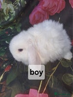 Mini Lop rabbits Mini lop baby rabbits - Advert 2