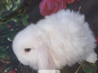 Mini Lop rabbits Mini lop baby rabbits - Advert 2