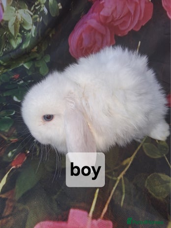 Mini Lop rabbits Mini lop baby rabbits - Advert 1