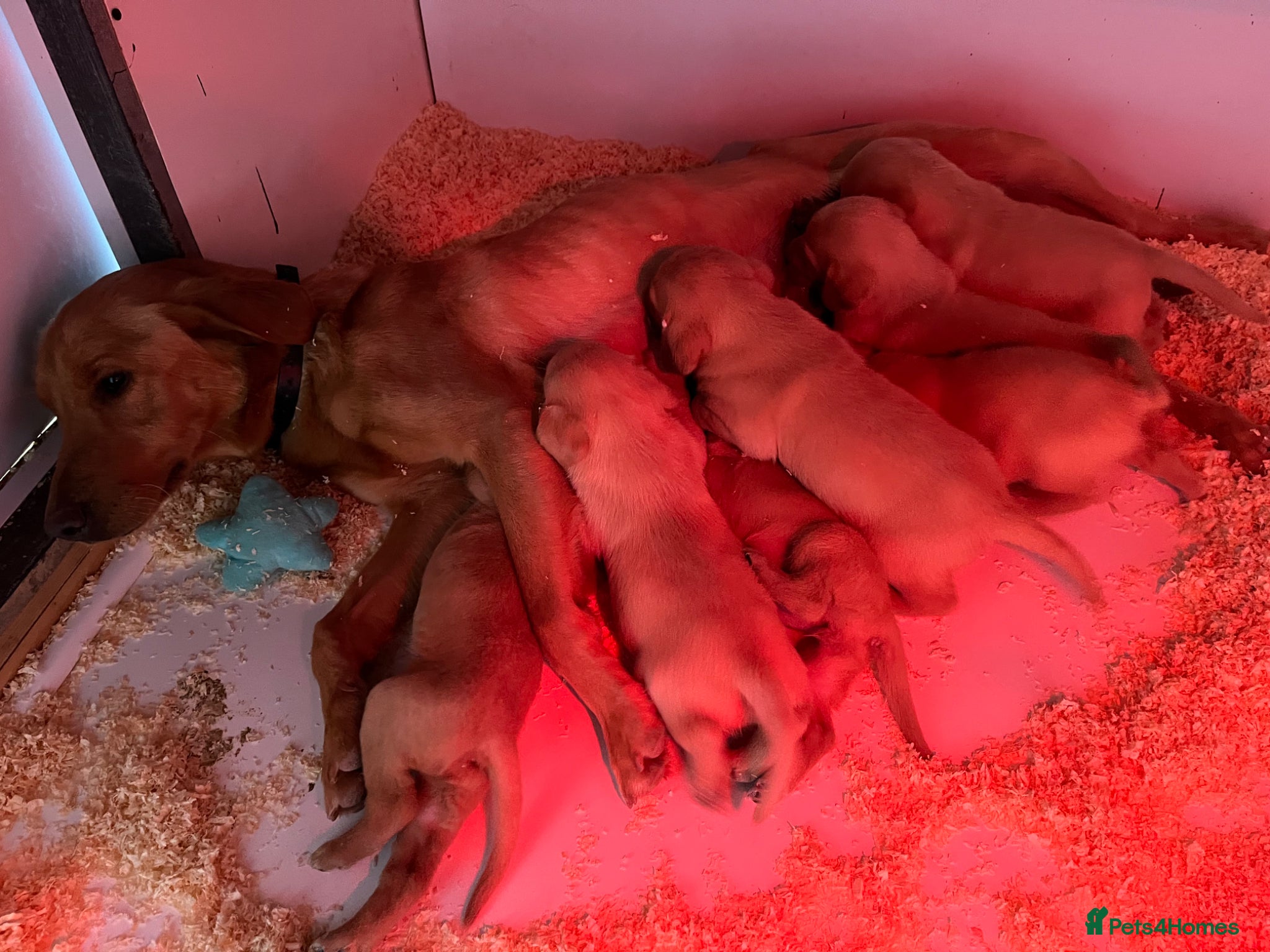 Labrador Retriever dogs Stunning Health Tested Working Bred Labrador Pups - Advert 2