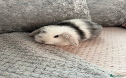 Mini Lop rabbits for sale: Mini lop babies  - Advert 1