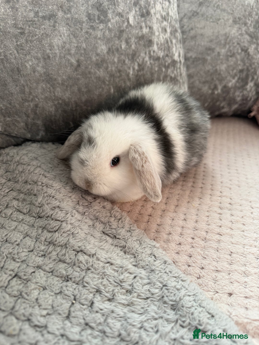 Mini Lop rabbits for sale: Mini lop babies  - Advert 1