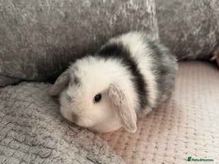 Mini Lop rabbits - Advert 26