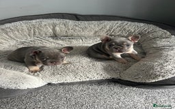 French Bulldog dogs for sale: Two stunning lilac and tan frenchies - Image 1