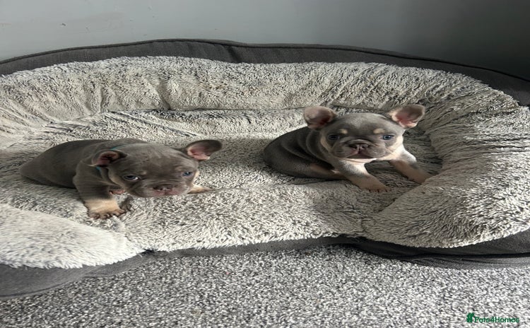 French Bulldog dogs - Advert 1