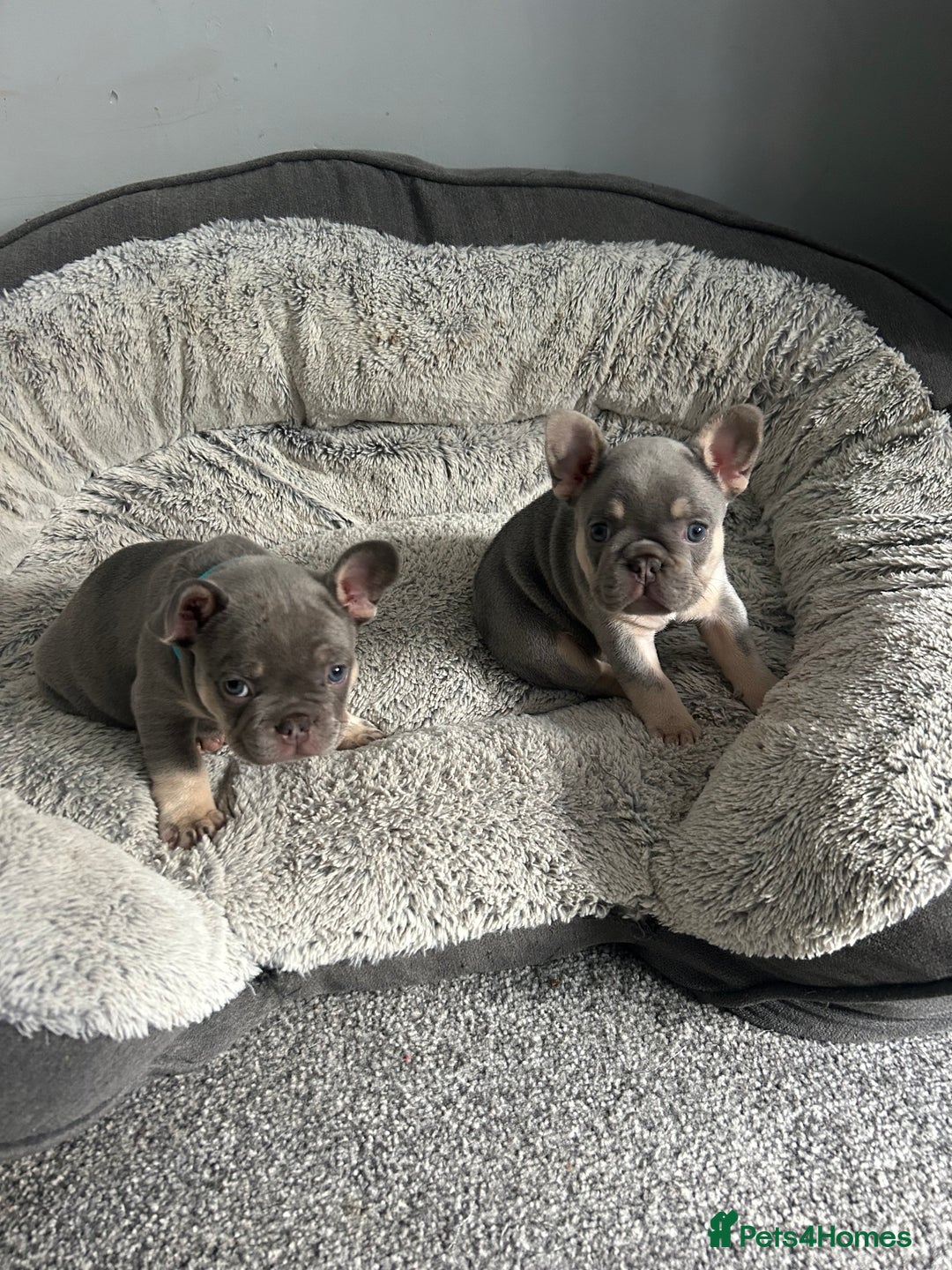 French Bulldog dogs for sale: Two stunning lilac and tan frenchies - Image 1