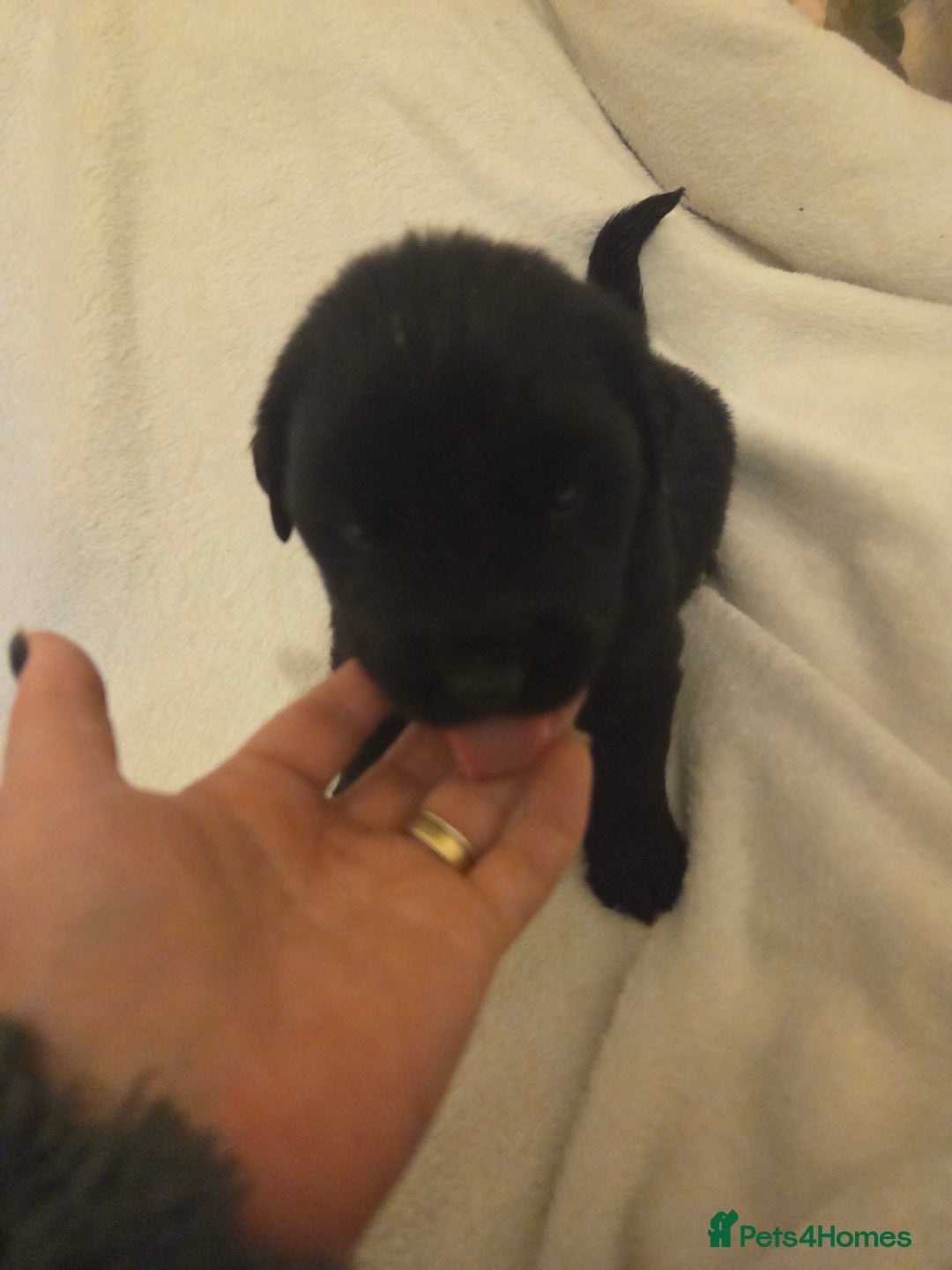 Mixed Breed dogs for sale: Gorgeous St Bernewfie Puppies - Advert 5