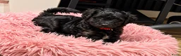 Jackapoo dogs for sale: 2 female Jackapoos - Advert 5