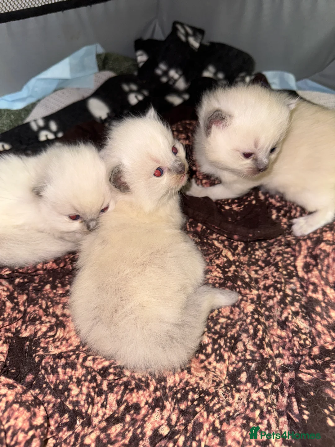 Ragdoll cats for sale: Bluepoint ragdoll- all reserved  - Advert 7