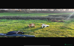 Cocker Spaniel dogs for sale: Quality KC registered FTC Working Cocker Spaniels - Image 9