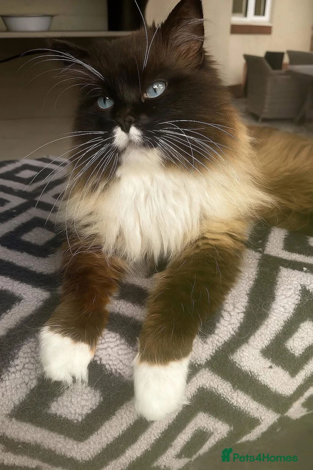 Ragdoll cats for sale: 💙Pedigree Ragdoll Male💙 - Advert 12
