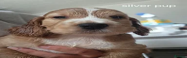 Cocker Spaniel 2