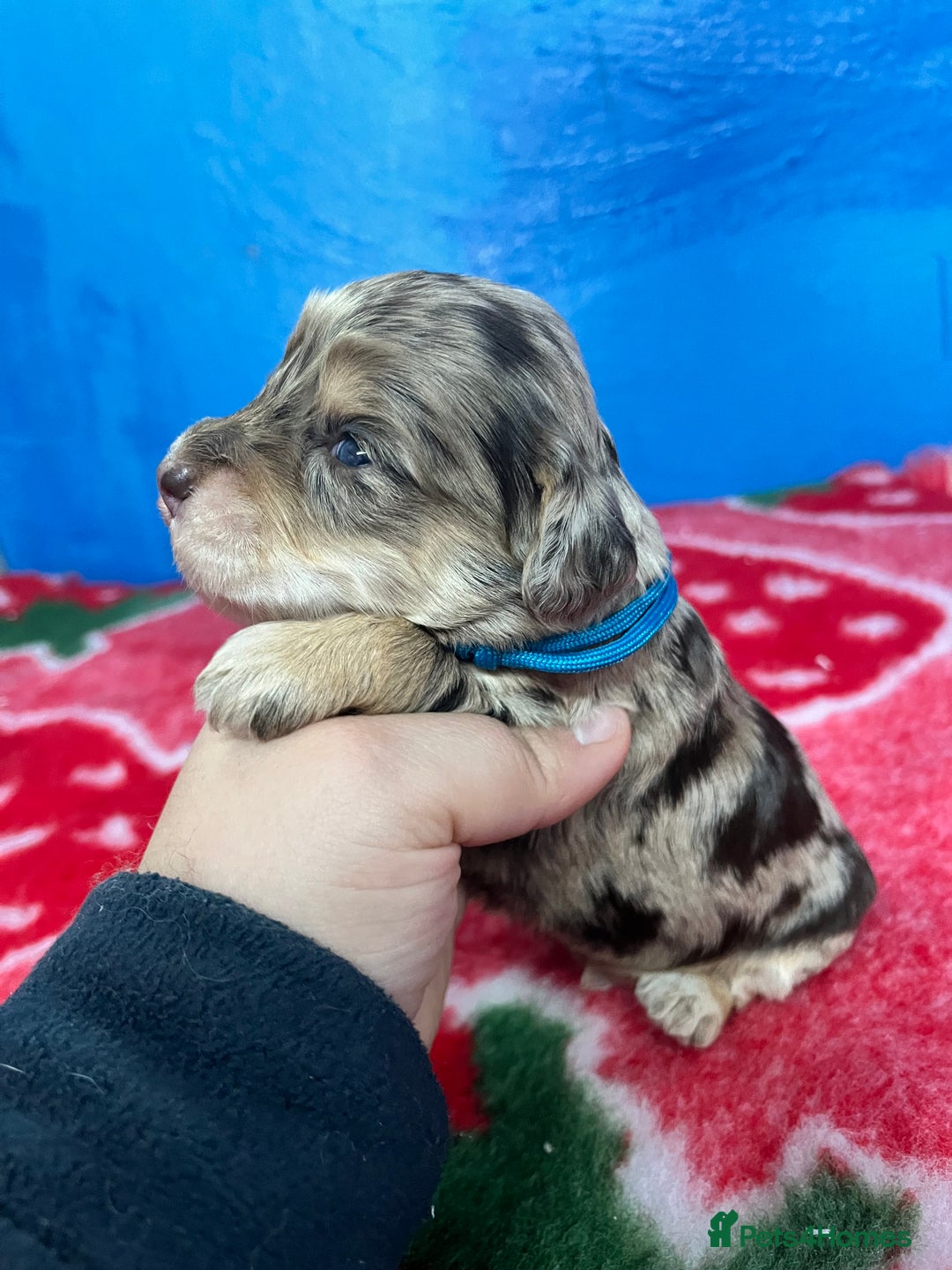 Cockapoo dogs for sale: Cockapoo puppies Rainbow litter  - Image 21