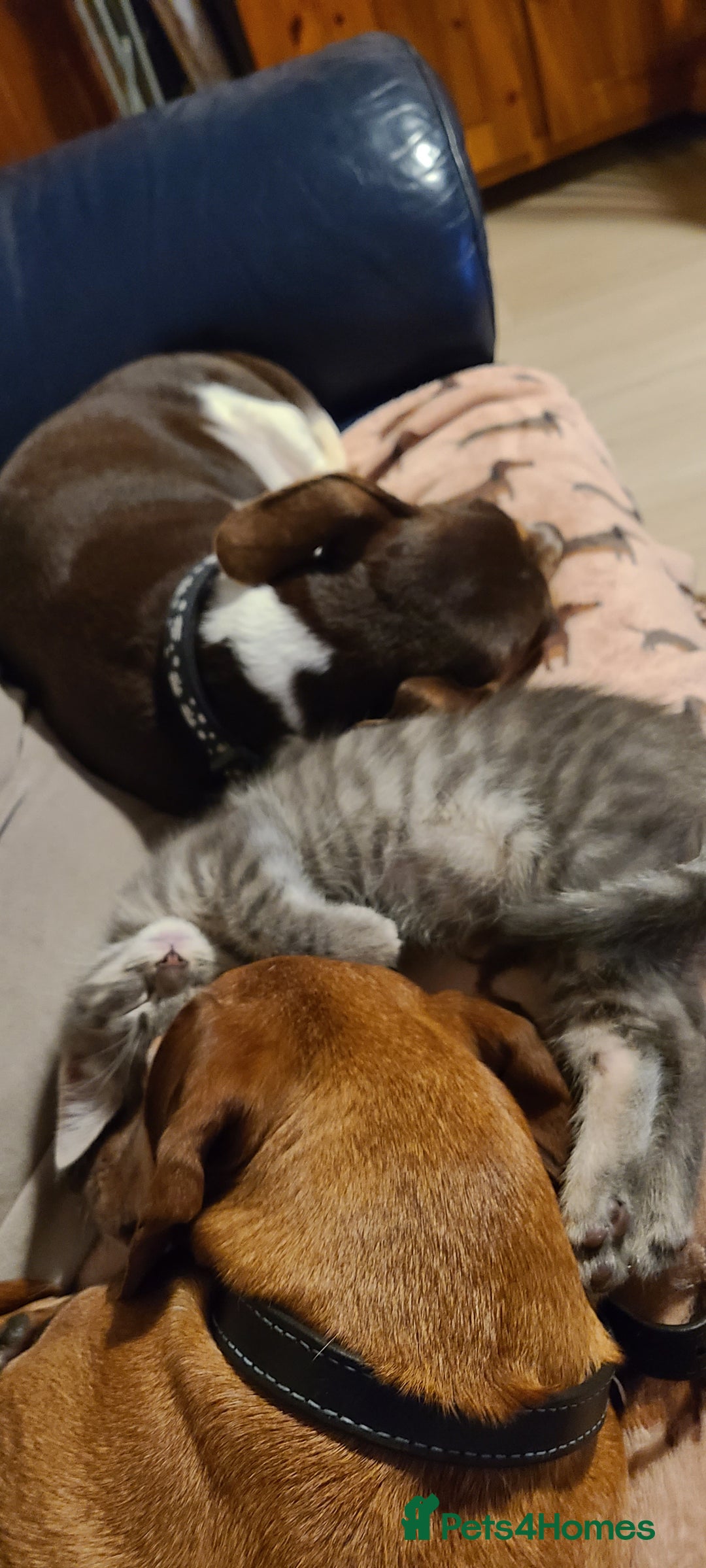 Domestic Shorthair cats for sale: Emily, Truro.  - Advert 5