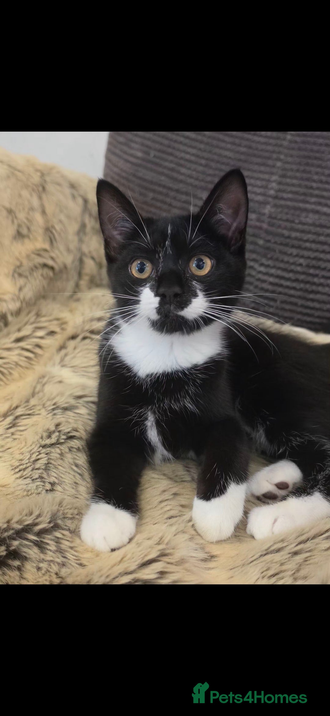 Mixed Breed cats Beautiful kittens looking for there forever homes  - Advert 2
