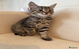 Maine Coon cats for sale: Tabby Kittens  - Image 12