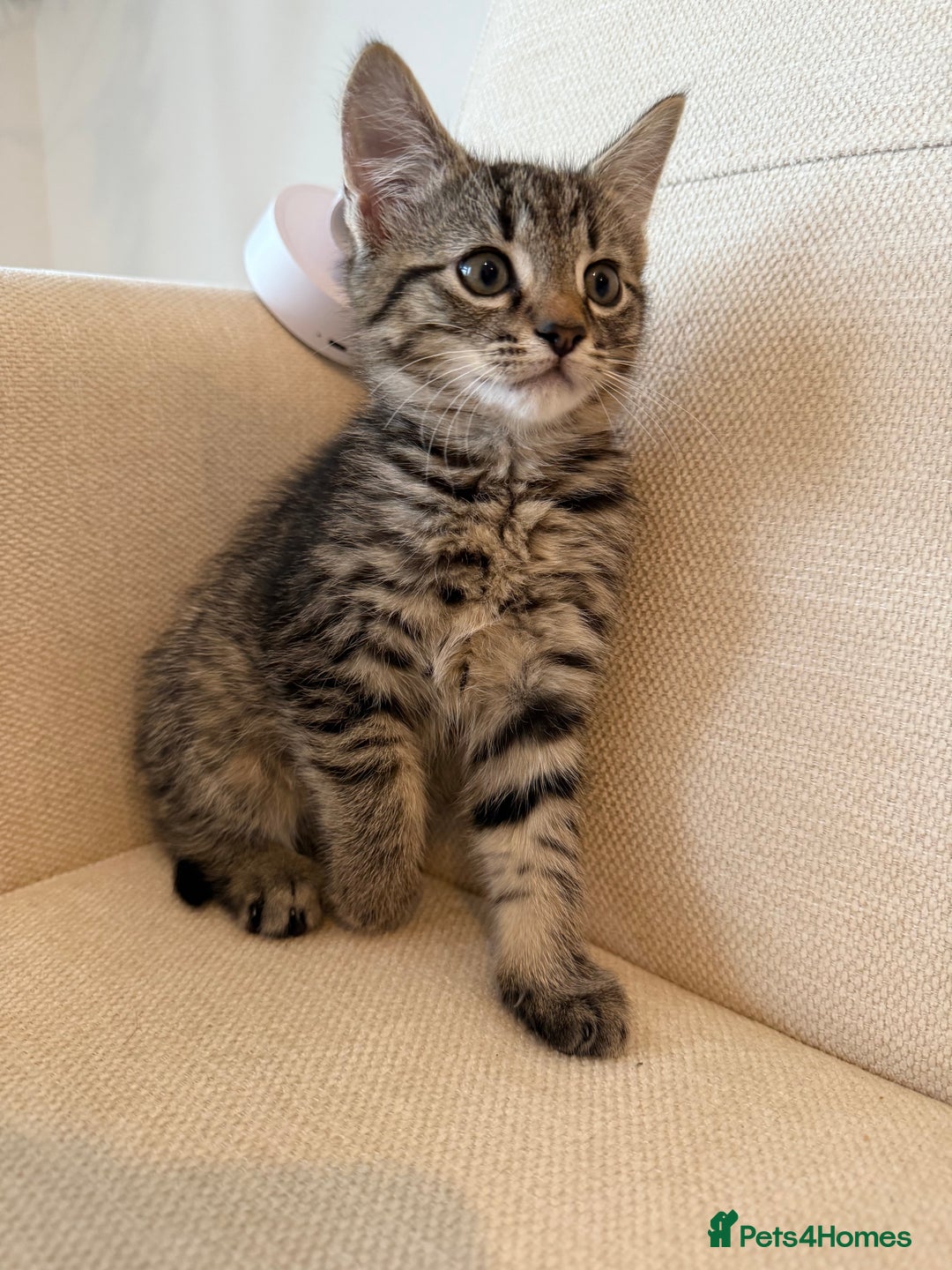 Maine Coon cats for sale: Tabby Kittens  - Image 12