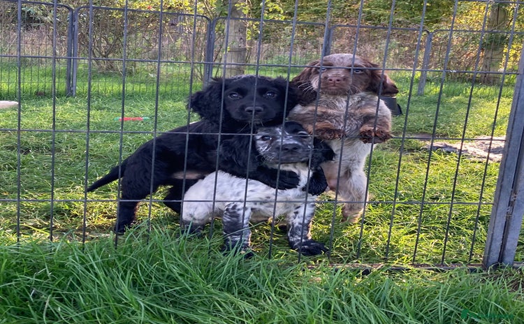 Cocker Spaniel dogs - Advert 16