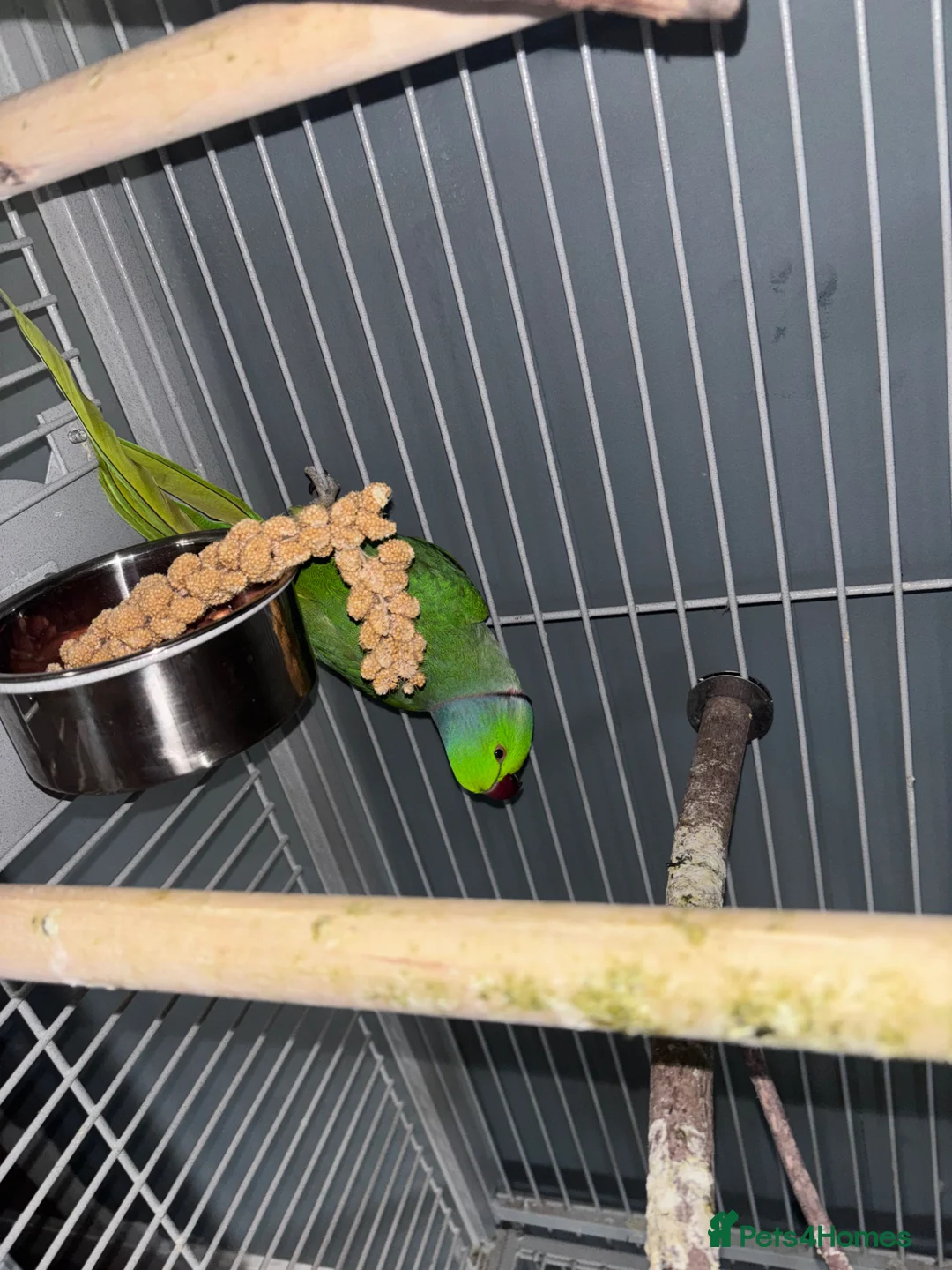 Ringnecks birds for sale: Indian ring neck  in Stoke-on-Trent - Advert 2