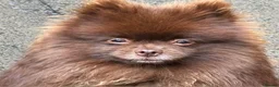 Pomeranian dogs for stud: CHAMPION PEDIGREE KC CHOCOLATE STUD  - Advert 5