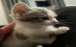 British Shorthair cats for sale: 4 kittens for sale: 3 girls 1 boy mixed coats  - Image 28