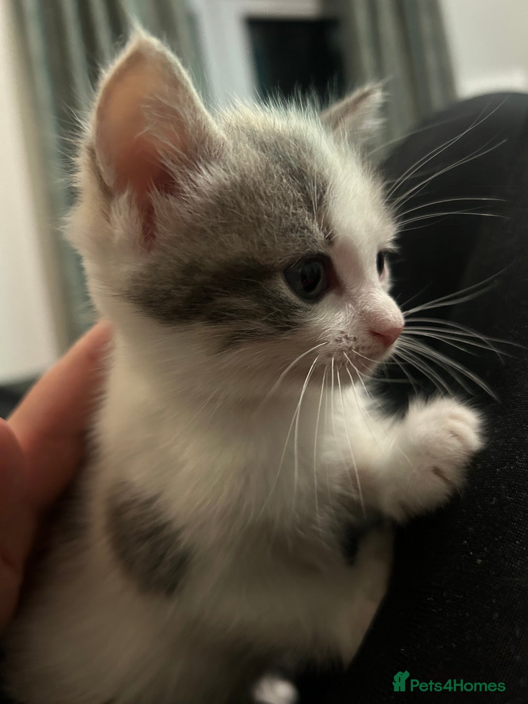 British Shorthair cats for sale: 4 kittens for sale: 3 girls 1 boy mixed coats  - Image 28