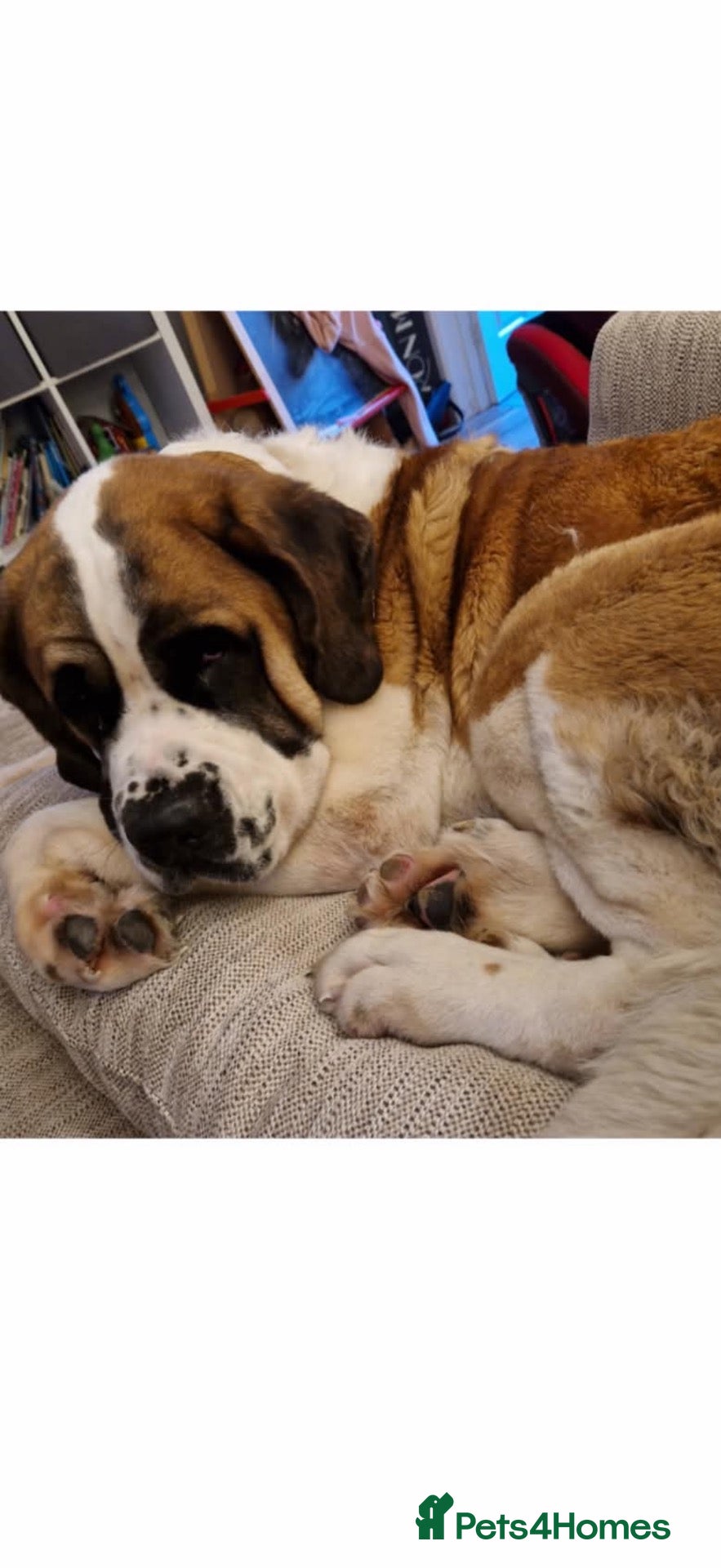 Saint Bernard dogs Saint Bernard  - Advert 5