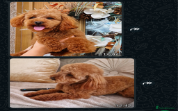 Labradoodle dogs for sale: Fox Red Labradoodles. 4 boys 3 girls  - Image 20