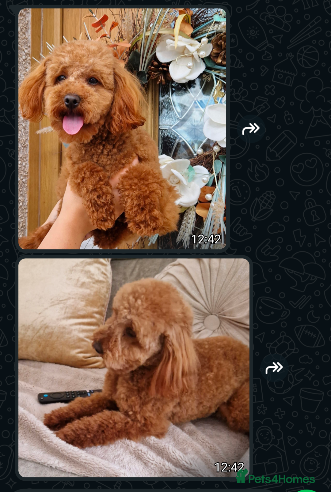 Labradoodle dogs for sale: Fox Red Labradoodles. 4 boys 3 girls  - Image 20