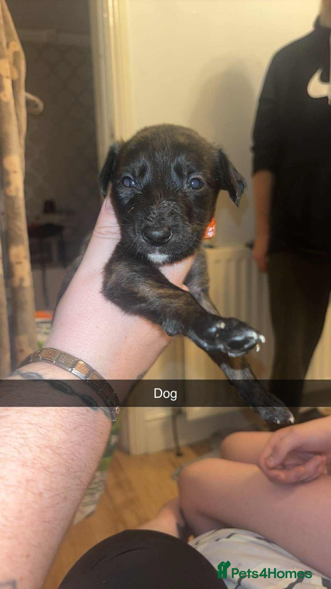 Lurcher dogs for sale: Lurcher puppies - Image 5