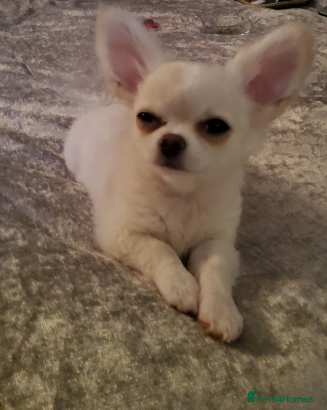 Chihuahua dogs for sale: 6 year old KC Russian Chihuahua For Sale, Fife ,  in Dunfermline - Advert 11