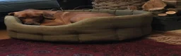 Labrador Retriever dogs for stud: KC Fox Red Labrador for Stud - Advert 9