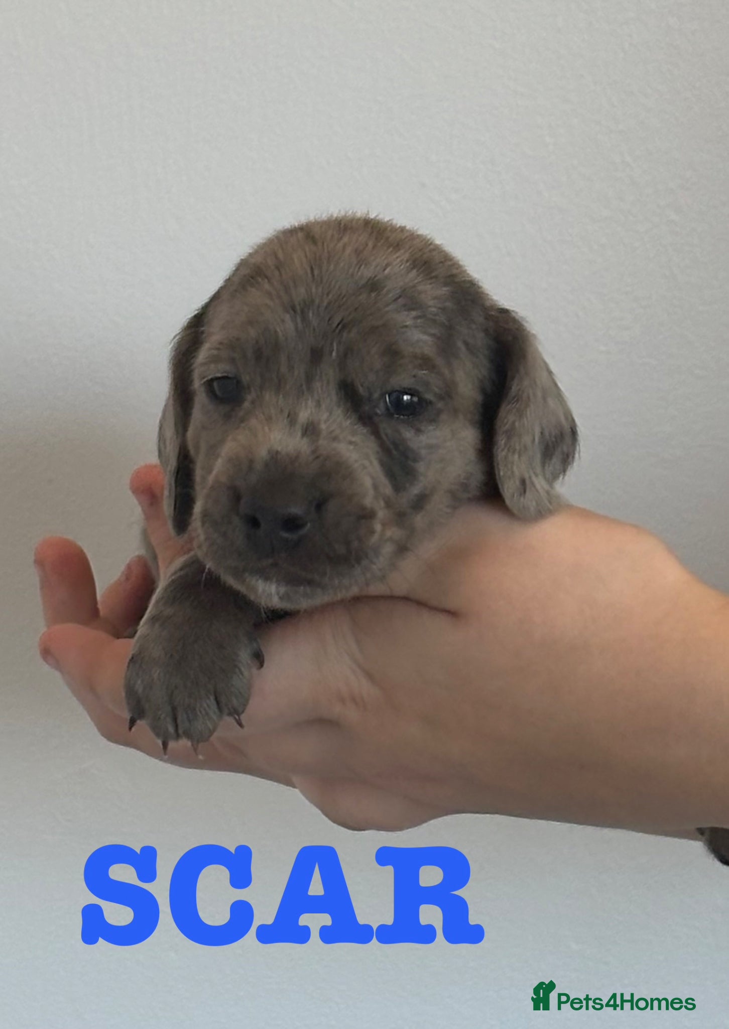 Miniature Dachshund dogs 🐾 Miniature Dachshund Puppies 4 Boys & 1 Girl 🐾 - Advert 17