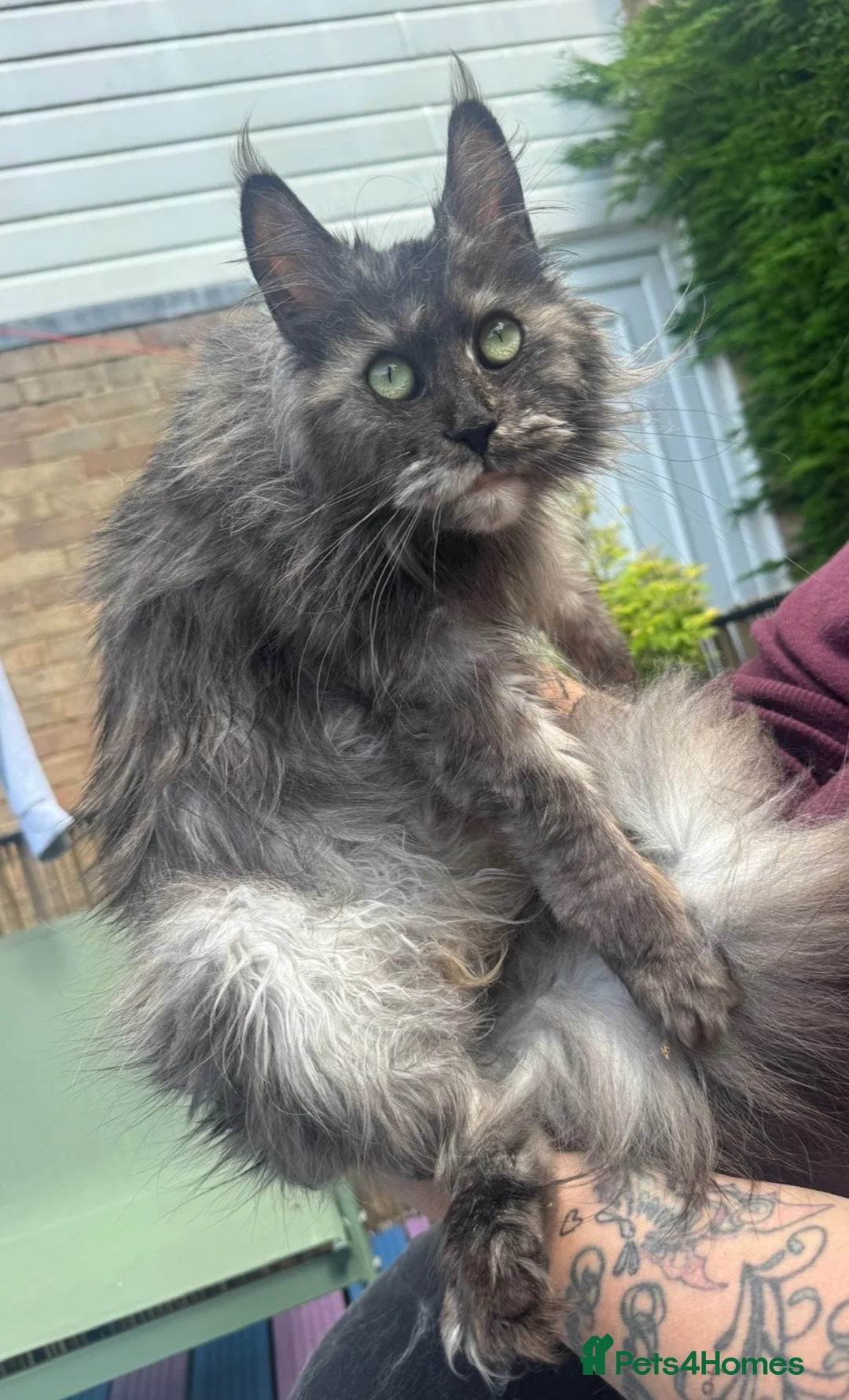 Maine Coon cats for sale: Beautiful mc kittens great personalities - Advert 2