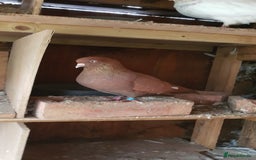 Pigeons birds for sale: Fantails and Iranian pigeons  - Advert 12