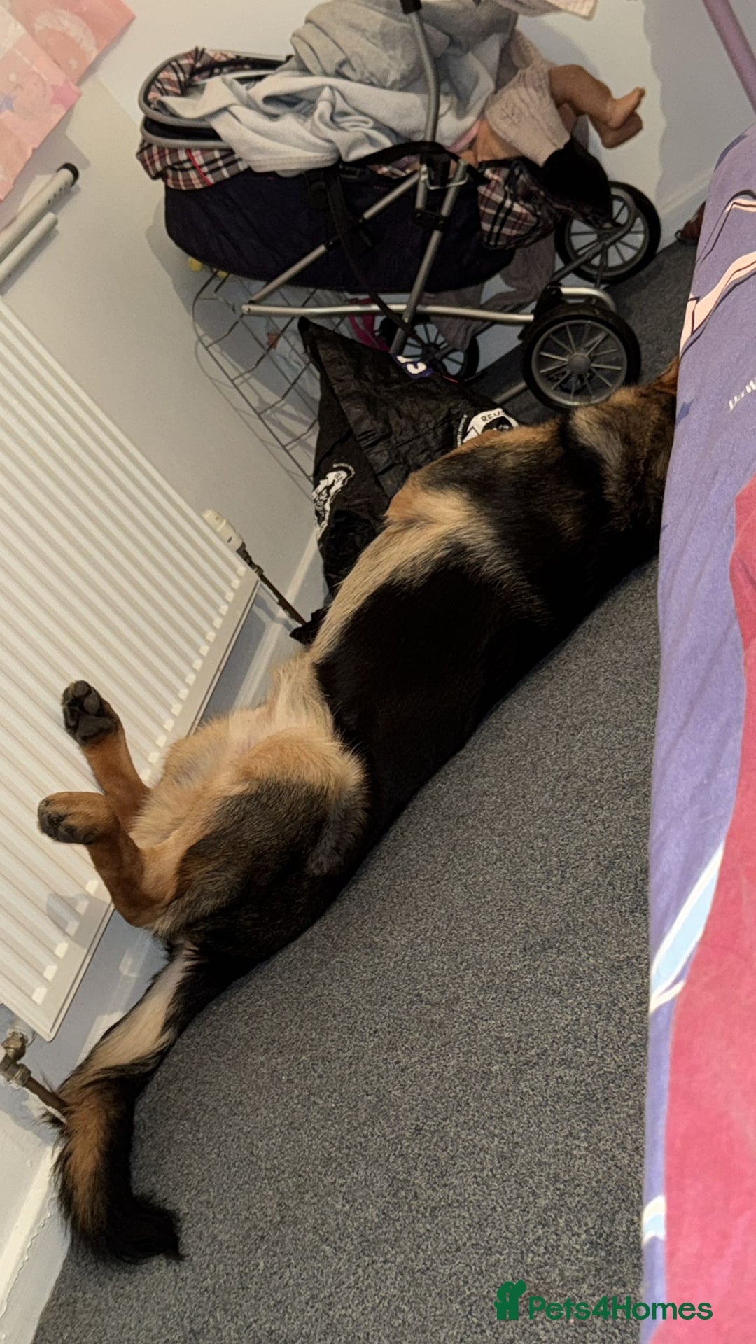 German Shepherd dogs for sale: German shepherd  - Advert 3