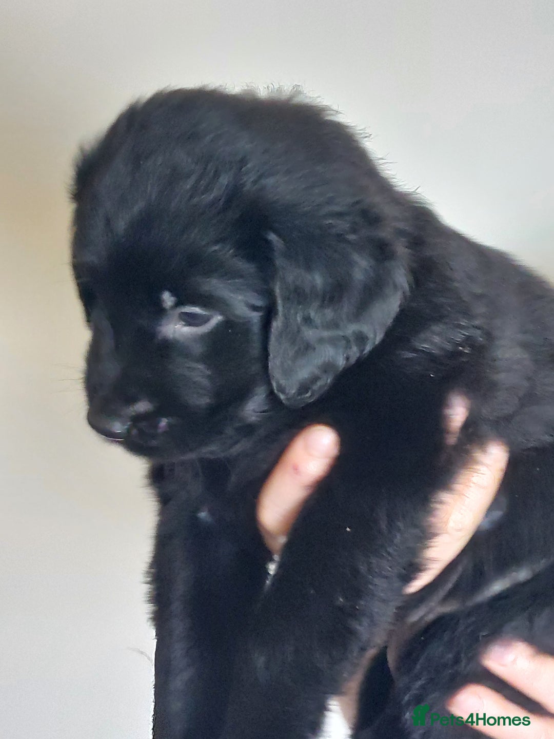 Flat coated Retriever dogs for sale: Flatcoated retriever puppies  - Image 16