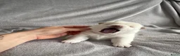Japanese Shiba Inu dogs for sale: KC registered Japanese Shiba Inu puppies - Advert 39