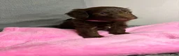Cavapoo dogs for sale: Beautiful F1B Cavapoo Puppies – Ready to Reserve in Peterborough - Advert 14