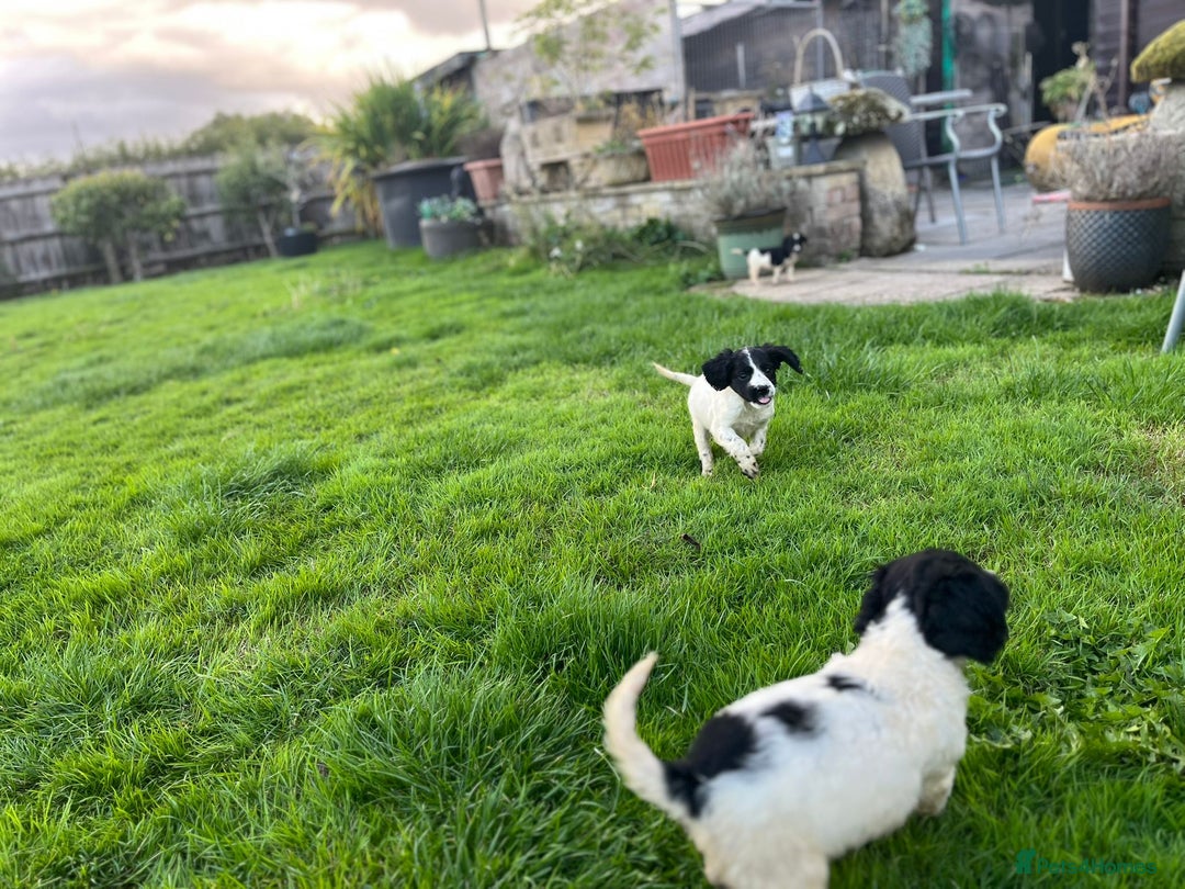 Cocker Spaniel dogs for sale: Cocker Spaniels - Image 19