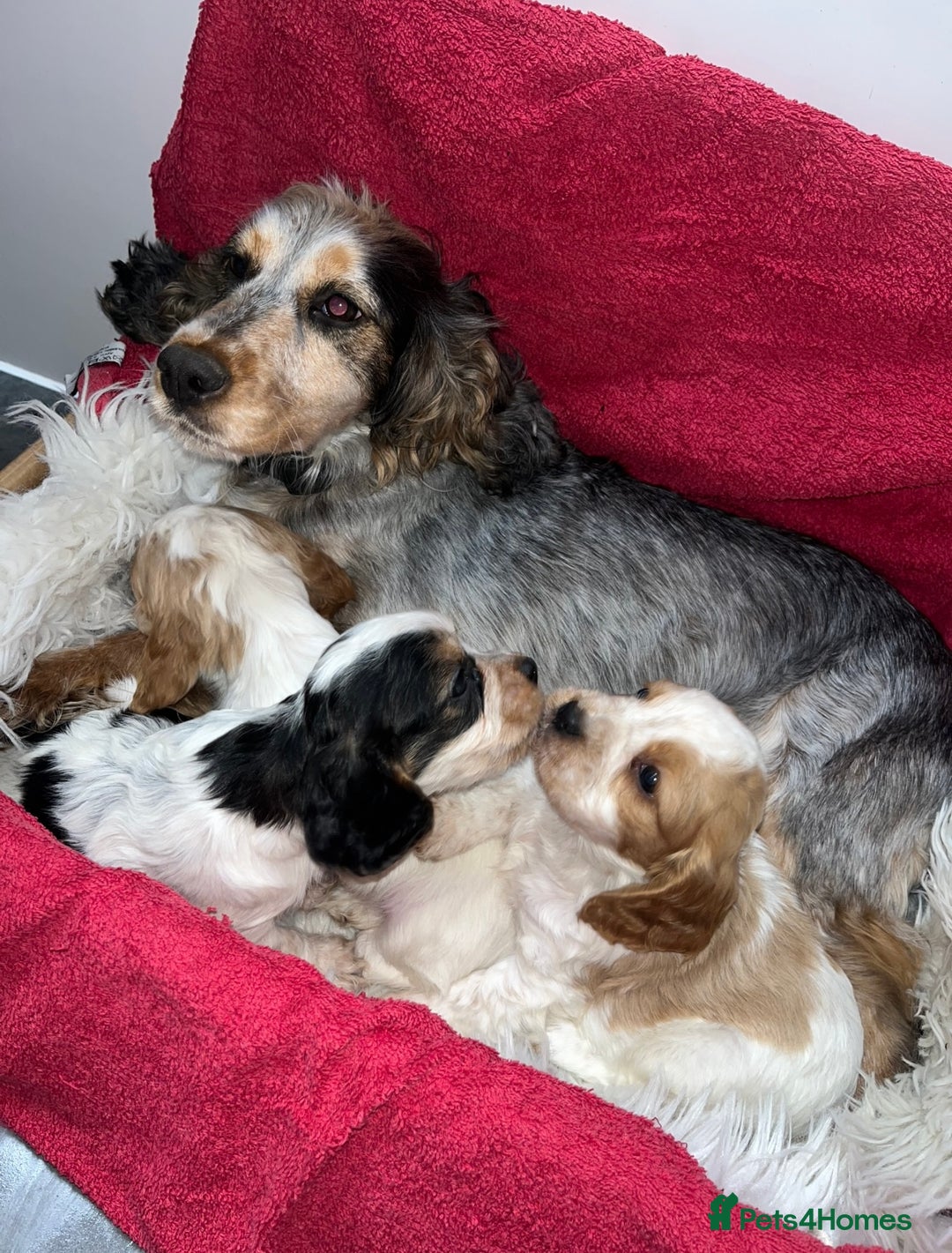 Cockalier dogs for sale: 3 Beautiful Cockalier Puppies - Advert 7