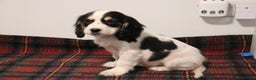 Cocker Spaniel dogs for sale: Stunning Cocker Spaniel Puppies. Now ready.  - Advert 9