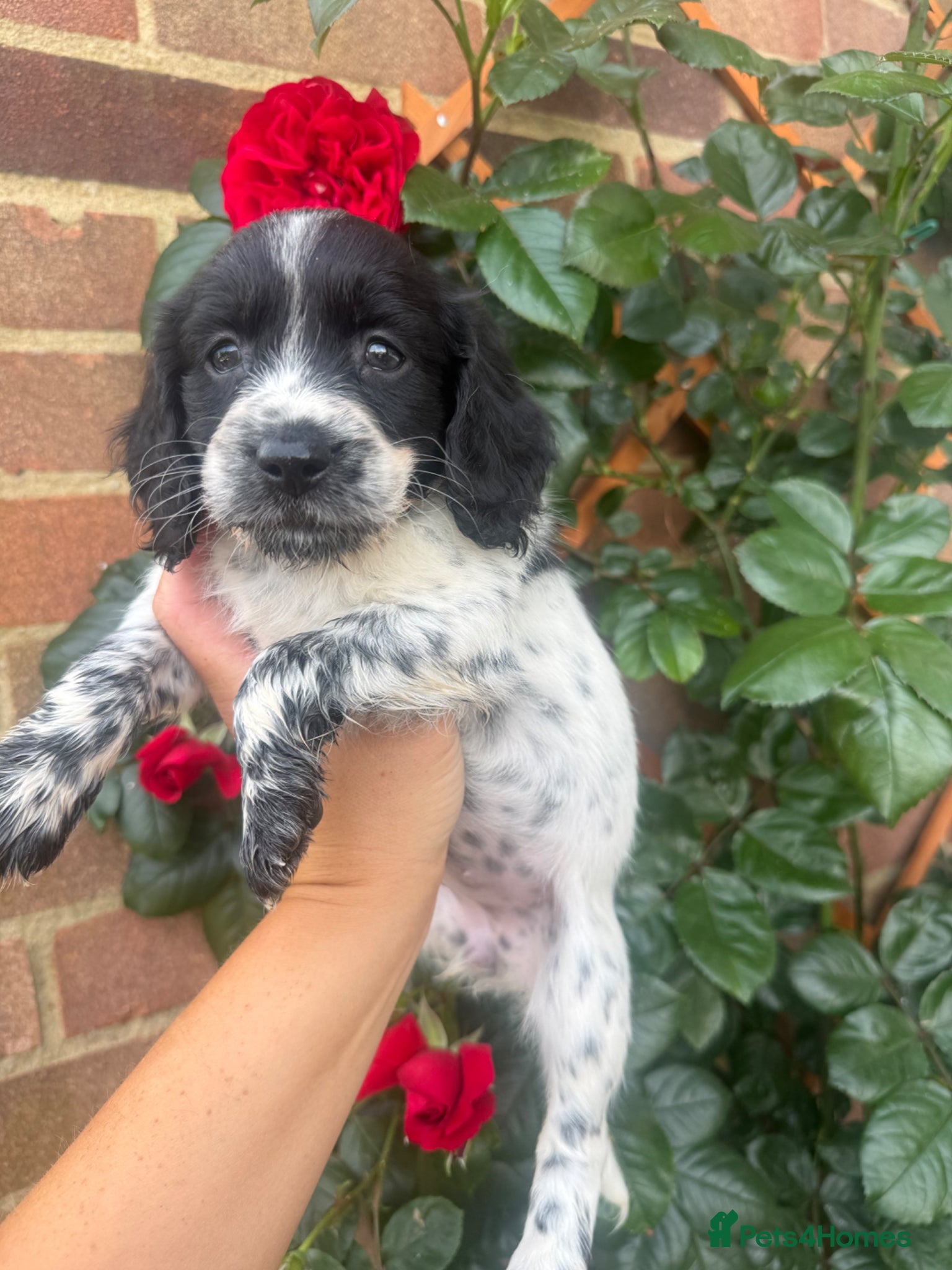 Mixed Breed dogs Sproodle Puppys for sale  - Advert 1