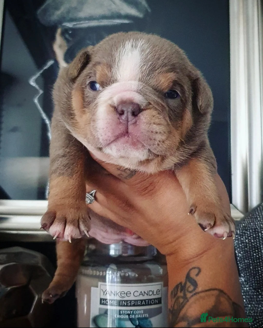 English Bulldog dogs for stud: *ROGUEROYALES Stud Valentino* Health Tested Clear in Wolverhampton - Advert 16