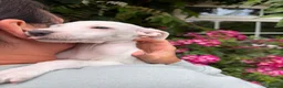 Italian Greyhound dogs for sale: 🐾Stunning cream kc registered Italian greyhound🐾 - Advert 8