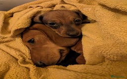 Miniature Dachshund dogs for sale: Ready to leave Miniature dachshunds cearphilly  - Image 29